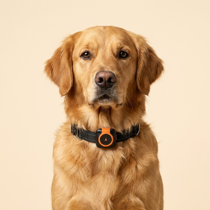 Portrait golden retriever portant le traceur GPS Pawluxe